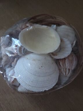 Basket of decorative shells